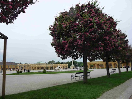 Schˆnbrunn giardino Schˆnbrunn foto giardino